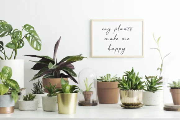 Verschiedene Zimmerpflanzen in Töpfen